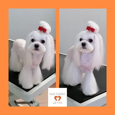 Salon Piękności dla Psów